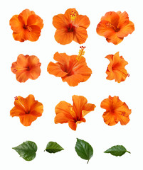 a set of orange hibiscus flowers buds and leaves hibiscus flowers buds and leaves isolated - obrazy, fototapety, plakaty