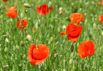 Obraz premium Poppies flowers in field 