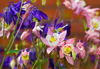 Pink and blue Bellflowers (Campanula)