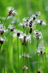 English common plantain (Plantago lanceolata) flowers blooming on a meadow. Fragile white blossom. Fantasy floral background.