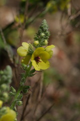 Fleur de Bouillon blanc ou molène, Verbascum