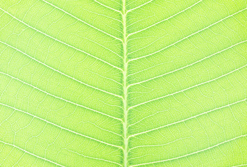 Closeup surface abstract pattern at fresh green leaf of tree textured background