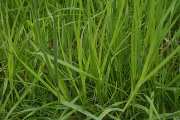 grass, green