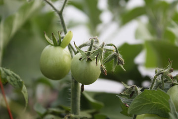 Vegetables growing in the greenhouse.