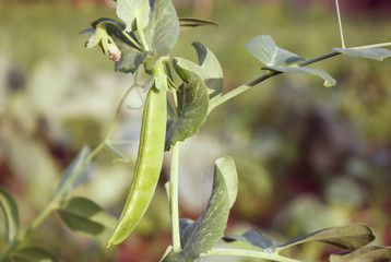 Green peas growing in the greenhouse.
