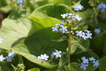 blue flower