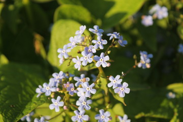 blue flower