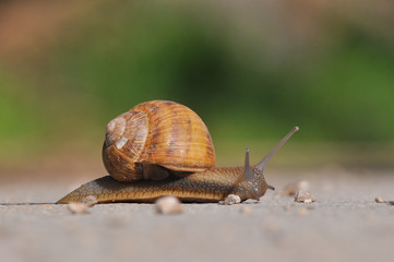Snail crawling on the asphalt road. Burgundy snail, Helix, Roman snail, edible snail or escargot crawling