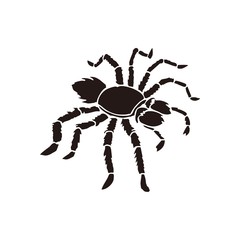 Silhouette of black spider isolated on white