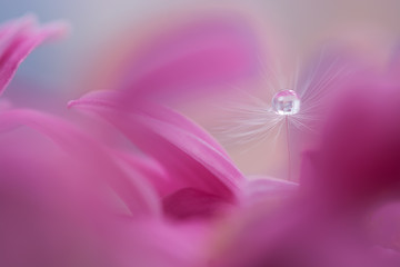 Dandelion with water drop on the flower. Macro of a dandelion.