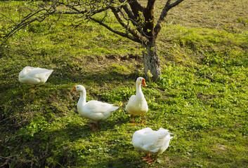 Flock of white geese grazing on grass near tree