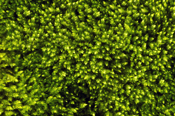 Texture of green moss