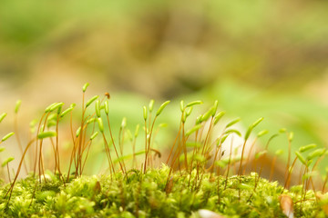 Background of green growing moss with seeds, soft focus