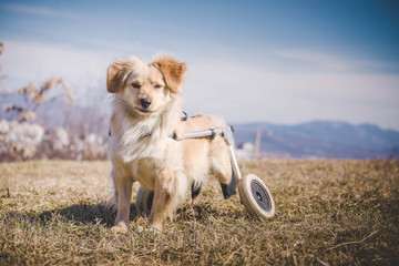 Handicapped dog with wheelchair