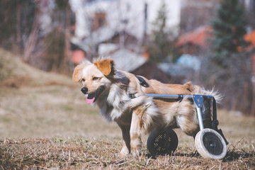 Dog with disabilities in a wheelchair
