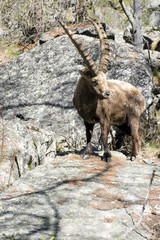 Dall'alto delle rocce lo stambecco ci osserva incuriosito