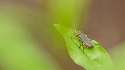a lonely bug