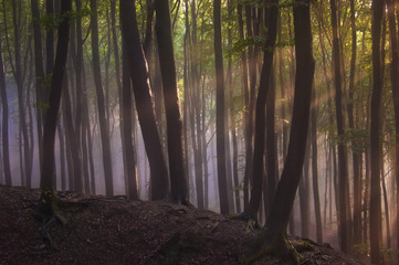 sun rays in fantasy forest landscape background