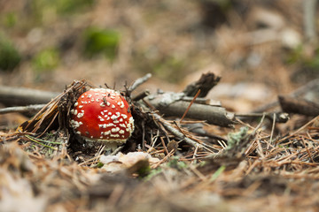 Amanita muscaria in the forest