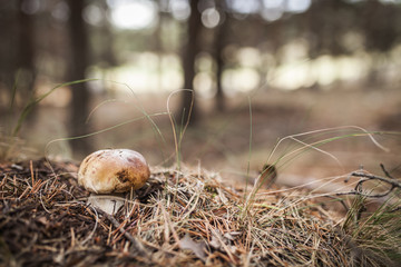 Boletus edulis
