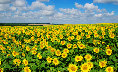 field of blooming sunflowers