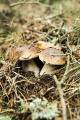 Boletus edulis