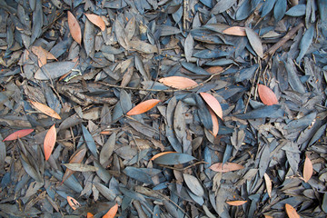 Dead leaves shot ideal for backgrounds and textures