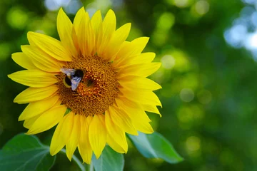 Rolgordijnen Close up of sunflower © Alekss