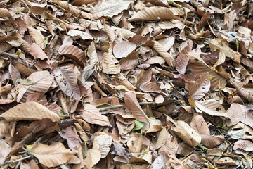 Dead leaves shot ideal for backgrounds and textures