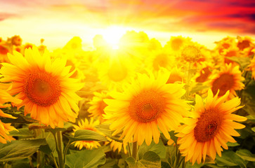 Obraz premium sunflowers and sun