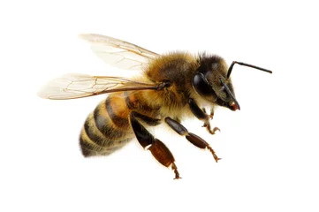 Foto auf Acrylglas Biene Biene auf dem Weiß