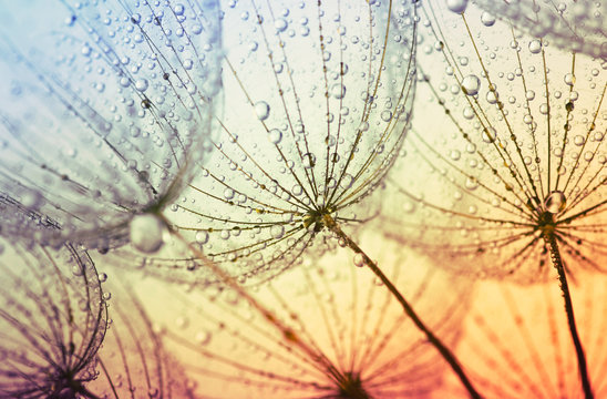  dandelion flower background © Alekss
