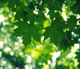 Green leaves on the green