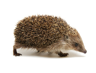 Hedgehog  isolated on white