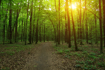 Forest with sunlight.