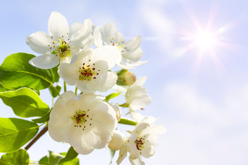 Flowering branch of fruit tree on a beautiful blue sky background with shining sun.