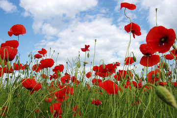 Red poppies on field