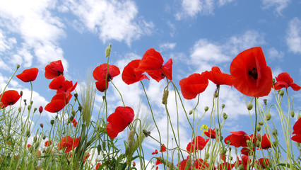 Red poppies on field