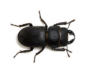 black beetle on white