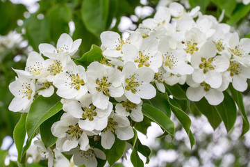 Flowering branch of fruit tree background with a scattering of beautiful white flowers