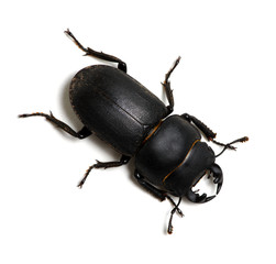 black beetle on white