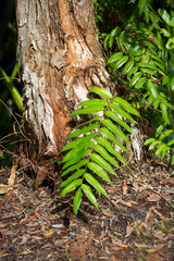 green leaf fern and its small parts