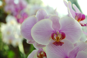 Naklejka na ściany i meble Orchid flower in garden
