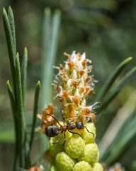 ant on a young pine tree 