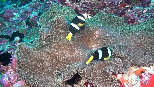 Anemone actinia and bright clown fish on seabed underwater of Maldives. Swimming in world of colorful wildlife. Inhabitants in search of food. Abyssal relax diving.