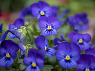 Purple Violets