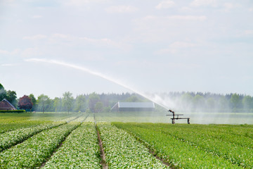 Spraying water over a field with Lilies in summer