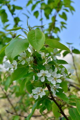 Branch of plum with white flowers in the spring