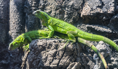 Lizard families together is looking to the future so cute when watching them in zoo