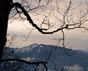 Beautiful mountain landscape. Snow-capped mountain tops in a frame of branches.